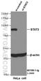 STAT3 antibody, 60199-1-Ig, Proteintech Group, Western Blot image 