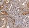 Complement Factor B antibody, NBP1-89985, Novus Biologicals, Immunohistochemistry paraffin image 