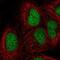 Origin Recognition Complex Subunit 3 antibody, NBP2-55490, Novus Biologicals, Immunofluorescence image 