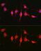 Heparanase antibody, GTX32650, GeneTex, Immunofluorescence image 