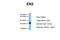 Engrailed Homeobox 2 antibody, ARP31375_P050, Aviva Systems Biology, Western Blot image 