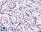 Dual Specificity Phosphatase 16 antibody, LS-B1, Lifespan Biosciences, Immunohistochemistry paraffin image 