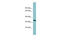 Surfactant Protein D antibody, ARP41514_P050, Aviva Systems Biology, Western Blot image 