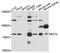 Exostosin Glycosyltransferase 2 antibody, A1973, ABclonal Technology, Western Blot image 