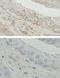 Hydroxysteroid 17-Beta Dehydrogenase 10 antibody, LS-C100051, Lifespan Biosciences, Immunohistochemistry frozen image 