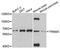 Tripartite Motif Containing 45 antibody, A12739, ABclonal Technology, Western Blot image 