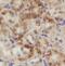 AsnRS antibody, FNab05557, FineTest, Immunohistochemistry frozen image 