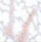 Receptor Accessory Protein 2 antibody, 5571, ProSci, Immunohistochemistry frozen image 