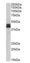 HLA class I histocompatibility antigen, B-81 alpha chain antibody, orb318747, Biorbyt, Western Blot image 