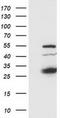 SSX Family Member 1 antibody, MA5-25509, Invitrogen Antibodies, Western Blot image 
