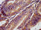 CD1e Molecule antibody, LS-C671195, Lifespan Biosciences, Immunohistochemistry paraffin image 