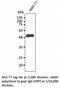 T7 epitope tag antibody, AB0126-100, SICGEN, Western Blot image 