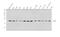 Cell Division Cycle 42 antibody, A00119, Boster Biological Technology, Western Blot image 