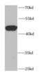 Nuclear Distribution C, Dynein Complex Regulator antibody, FNab05895, FineTest, Western Blot image 