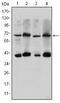 CREB-regulated transcription coactivator 3 antibody, A04568, Boster Biological Technology, Western Blot image 