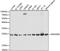 Rho GDP Dissociation Inhibitor Alpha antibody, A13468, ABclonal Technology, Western Blot image 