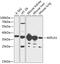Aldo-Keto Reductase Family 1 Member A1 antibody, 15-081, ProSci, Western Blot image 