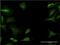 Cytochrome P450 Family 1 Subfamily A Member 2 antibody, H00001544-M10, Novus Biologicals, Immunofluorescence image 