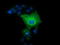 CD171 antibody, LS-C115427, Lifespan Biosciences, Immunofluorescence image 