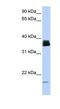 Peptidylprolyl Isomerase A antibody, NBP1-54401, Novus Biologicals, Western Blot image 