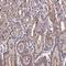 FAST Kinase Domains 3 antibody, NBP2-39095, Novus Biologicals, Immunohistochemistry paraffin image 