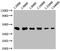 CD48 Molecule antibody, CSB-MA004941A1m, Cusabio, Western Blot image 