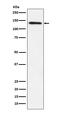 Lipin 1 antibody, M02467-1, Boster Biological Technology, Western Blot image 