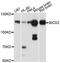 BICD Cargo Adaptor 2 antibody, A10292, ABclonal Technology, Western Blot image 