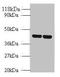 Arginine Vasopressin Receptor 1B antibody, orb241315, Biorbyt, Western Blot image 