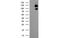 Ubiquitin Specific Peptidase 10 antibody, MBS832501, MyBioSource, Western Blot image 