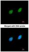 Serine/Threonine Kinase 40 antibody, NBP1-33391, Novus Biologicals, Immunocytochemistry image 