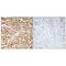 GIT ArfGAP 1 antibody, A02140, Boster Biological Technology, Immunohistochemistry frozen image 
