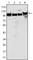 MutS Homolog 2 antibody, abx011203, Abbexa, Western Blot image 