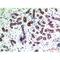 Bone Morphogenetic Protein 2 antibody, LS-C387751, Lifespan Biosciences, Immunohistochemistry frozen image 