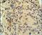 R-spondin-2 antibody, PA5-25188, Invitrogen Antibodies, Immunohistochemistry paraffin image 