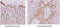 Interferon Regulatory Factor 5 antibody, GTX57552, GeneTex, Immunohistochemistry paraffin image 