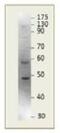 Par-3 Family Cell Polarity Regulator antibody, NBP2-11253, Novus Biologicals, Western Blot image 