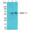 Minichromosome Maintenance Complex Component 5 antibody, orb685594, Biorbyt, Western Blot image 