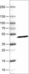 Apolipoprotein A4 antibody, NBP2-52930, Novus Biologicals, Western Blot image 