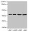 Sideroflexin 4 antibody, CSB-PA744046LA01HU, Cusabio, Western Blot image 