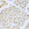 Protein Phosphatase 4 Regulatory Subunit 3A antibody, A12450, Boster Biological Technology, Immunohistochemistry frozen image 