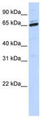 Arylsulfatase H antibody, TA336115, Origene, Western Blot image 