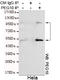 Retrotransposon-derived protein PEG10 antibody, STJ99176, St John