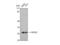BCAS2 Pre-MRNA Processing Factor antibody, STJ91829, St John