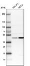 Basic Leucine Zipper And W2 Domains 2 antibody, HPA022813, Atlas Antibodies, Western Blot image 
