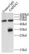 CAPZA2 antibody, FNab01258, FineTest, Immunoprecipitation image 