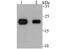 C-Type Lectin Domain Family 3 Member B antibody, A08805-2, Boster Biological Technology, Western Blot image 