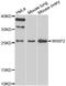 Cellular Communication Network Factor 5 antibody, A7456, ABclonal Technology, Western Blot image 