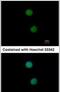 DNA Ligase 4 antibody, PA5-28903, Invitrogen Antibodies, Immunofluorescence image 