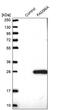 Cytosolic Iron-Sulfur Assembly Component 2A antibody, PA5-59187, Invitrogen Antibodies, Western Blot image 